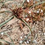 Cyperus capitatus flower picture by Michel SIGART (cc-by-sa)