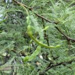 Prosopis nigra fruit picture by Muzzachiodi Norberto (cc-by-sa)