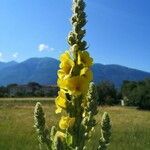 Verbascum macrurum flower picture by Ricky Menzer (cc-by-sa)