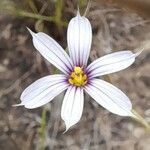 Sisyrinchium micranthum flower picture by Trap Hers (cc-by-sa)