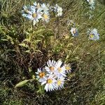 Aster amellus habit picture by Jiří Vilím (cc-by-sa)