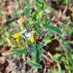 Solanum hastifolium flower picture by Susan Brown (cc-by-sa)