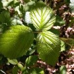 Rubus scaber leaf picture by Konrath Carina (cc-by-sa)