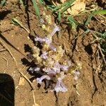 Orobanche cernua flower picture by Bana Ike (cc-by-sa)