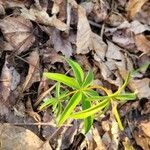 Coreopsis major leaf picture by jimseng jimseng (cc-by-sa)