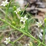 Thesium linophyllon flower picture by P Hans (cc-by-sa)