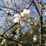 Prunus avium flower picture by Moritz Hick (cc-by-sa)