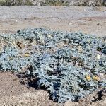 Cucurbita palmata habit picture by Martin Bishop (cc-by-sa)