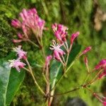 Fuchsia arborescens flower picture by Mauricio León Carreño (cc-by-sa)