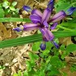 Iris graminea flower picture by Bernadette Rocco (cc-by-sa)