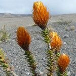 Chuquiraga jussieui flower picture by Fabien Anthelme (cc-by-sa)