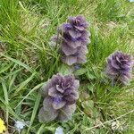 Ajuga pyramidalis habit picture by Llandrich anna (cc-by-sa)