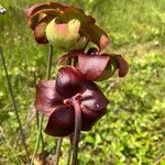 Sarracenia purpurea flower picture by Edward Bones (cc-by-sa)