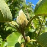 Magnolia acuminata fruit picture by Anna F (cc-by-sa)