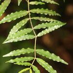 Ruizterania albiflora leaf picture by R. Tournebize (cc-by-sa)