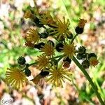 Pilosella piloselloides flower picture by Angelika Block (cc-by-sa)