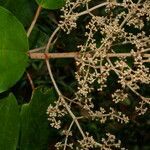 Miconia argentea habit picture by Nelson Zamora Villalobos (cc-by-nc)