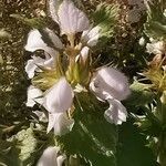 Lamium moschatum flower picture by Angelos (cc-by-sa)