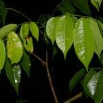 Machaerium leiophyllum leaf picture by Nelson Zamora Villalobos (cc-by-nc)