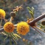 Vachellia farnesiana fruit picture by Manuel Bolaño (cc-by-sa)