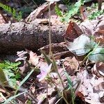 Claytonia virginica habit picture by Maarten Vanhove (cc-by-sa)