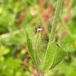 Silene gallica leaf picture by Emmanuel Cosson (cc-by-sa)