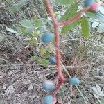 Pistacia terebinthus fruit picture by Catherine Macquet (cc-by-sa)