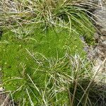 Minuartia recurva habit picture by Llandrich anna (cc-by-sa)