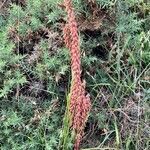 Umbilicus rupestris habit picture by Sans Attaches (cc-by-sa)