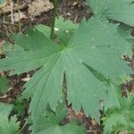 Aconitum lycoctonum leaf picture by Křižková Tea (cc-by-sa)