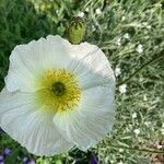 Papaver alpinum flower picture by Clifford Clavin (cc-by-sa)