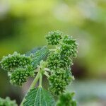 Urtica urens fruit picture by Emanuele Santarelli (cc-by-sa)