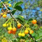 Vassobia breviflora fruit picture by Trap Hers (cc-by-sa)