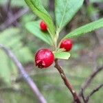 Vaccinium calycinum fruit picture by Danielle Frohlich (cc-by-sa)