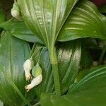 Polygonatum latifolium fruit picture by Alexander Baransky (cc-by-sa)