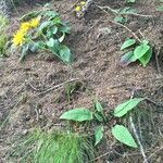 Hieracium murorum habit picture by Daniel Barthelemy (cc-by-nc)