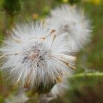 Senecio inaequidens fruit picture by Yoan MARTIN (cc-by-sa)