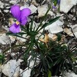 Viola dubyana flower picture by Aurelio Cabri Aurelio Cabri (cc-by-sa)