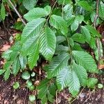 Fagus orientalis leaf picture by Arch Stanton (cc-by-sa)