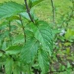 Mentha spicata leaf picture by Flash Gaming (cc-by-sa)