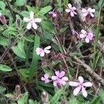 Saponaria ocymoides habit picture by Zioivan Beirut (cc-by-sa)