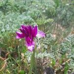 Anacamptis papilionacea habit picture by Ketxus Lopez (cc-by-sa)