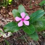 Catharanthus roseus flower picture by Guillaume Picard (cc-by-sa)