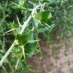 Solanum arundo leaf picture by susan brown (cc-by-sa)