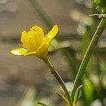 Ranunculus multifidus flower picture by susan brown (cc-by-sa)