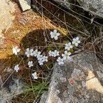 Saxifraga corsica flower picture by celine horellou (cc-by-sa)