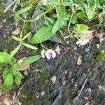 Lathyrus sylvestris habit picture by Michael Andresek (cc-by-sa)