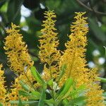 Vochysia guatemalensis flower picture by SINAC Pérez Greivin (cc-by-sa)