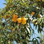 Eugenia pyriformis fruit picture by Eduardo Andrade (cc-by-sa)