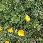 Ranunculus acris flower picture by Alaux Arex (cc-by-sa)